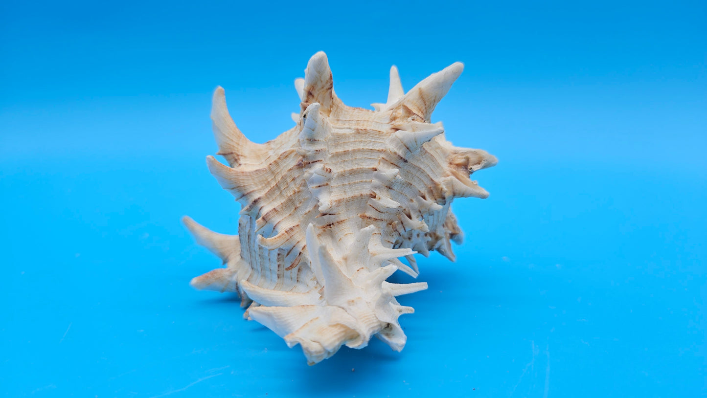 Giant Eastern Murex Hexaplex fulvescens – 4.5"