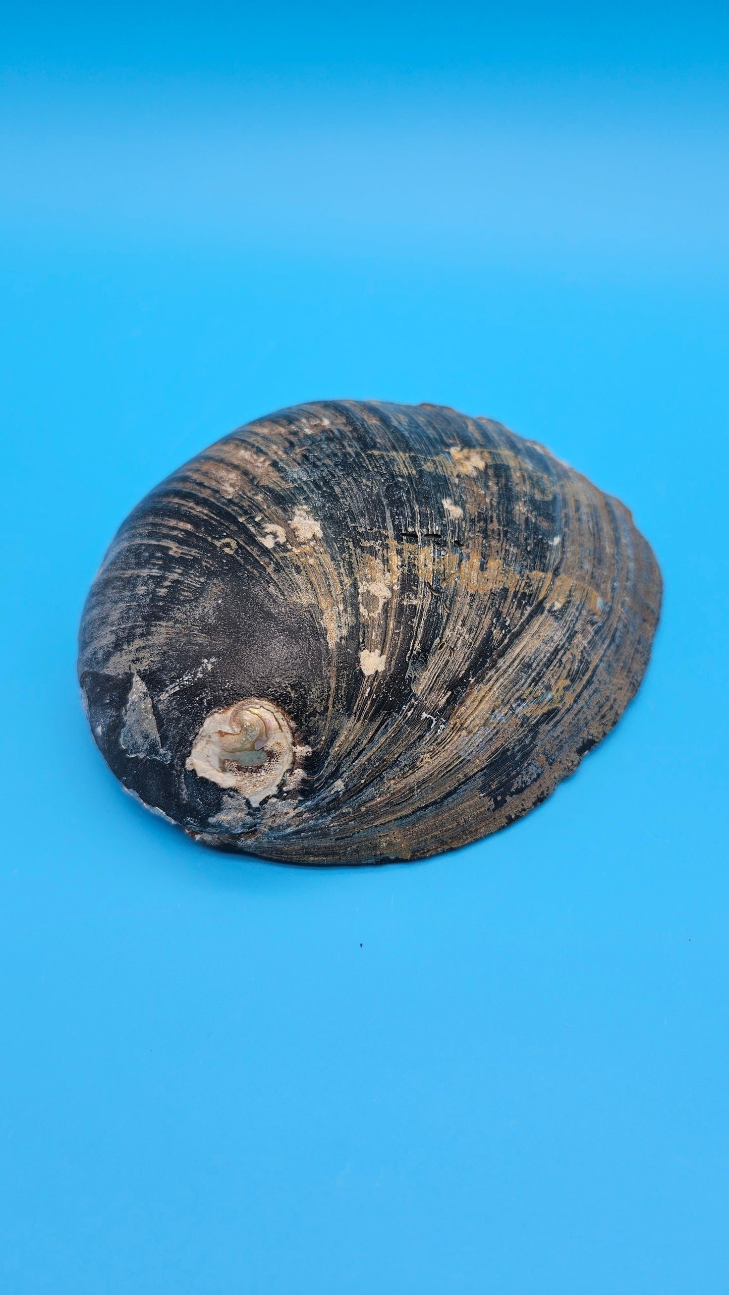 Black Abalone Shell Display – Haliotis cracherodii 5.5"