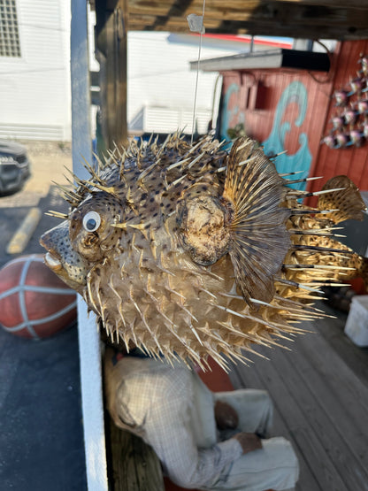 Spiny Puffer Fish Display – 22" Diodon hystrix Coastal Sea Life Decor
