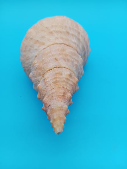 8" Horse Conch Specimen with Operculum & Documentation – Triplofusus giganteus