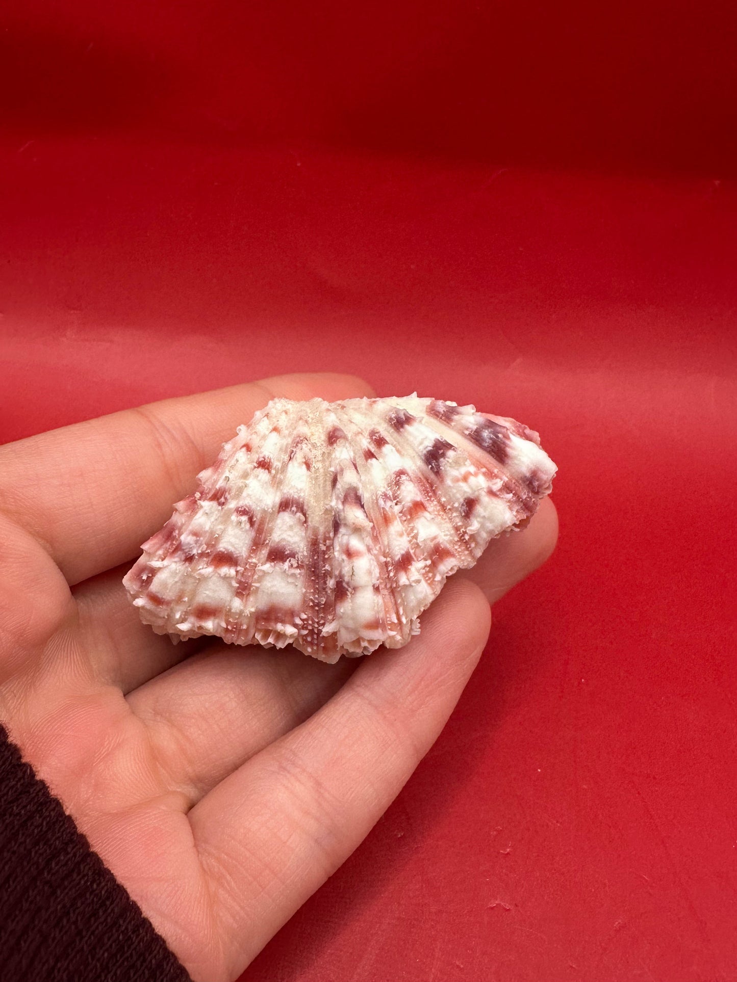 Baby Bear Paw Clam Shell Pair 2" – Coastal Decor Hippopus hippopus