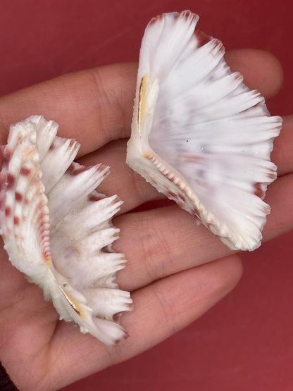 Baby Bear Paw Clam Shell Pair 2" – Coastal Decor Hippopus hippopus