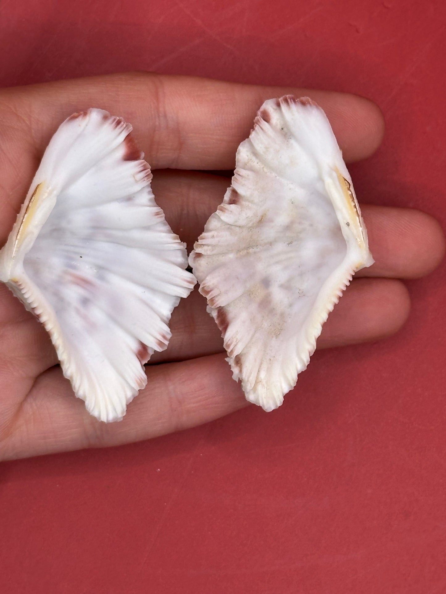 Baby Bear Paw Clam Shell Pair 2" – Coastal Decor Hippopus hippopus