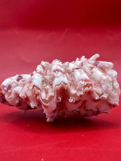 Baby Bear Paw Clam Shell Pair 2" – Coastal Decor Hippopus hippopus