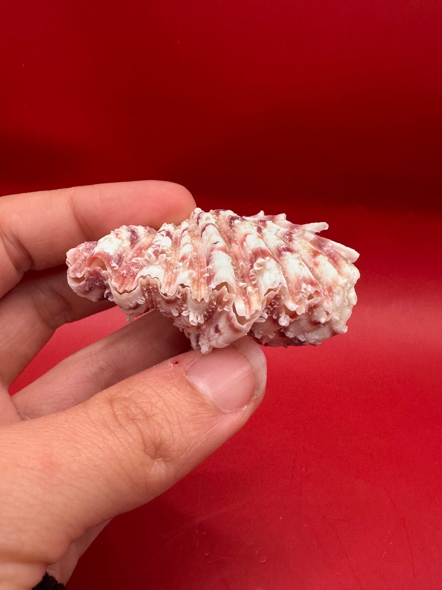 Baby Bear Paw Clam Shell Pair 2" – Coastal Decor Hippopus hippopus