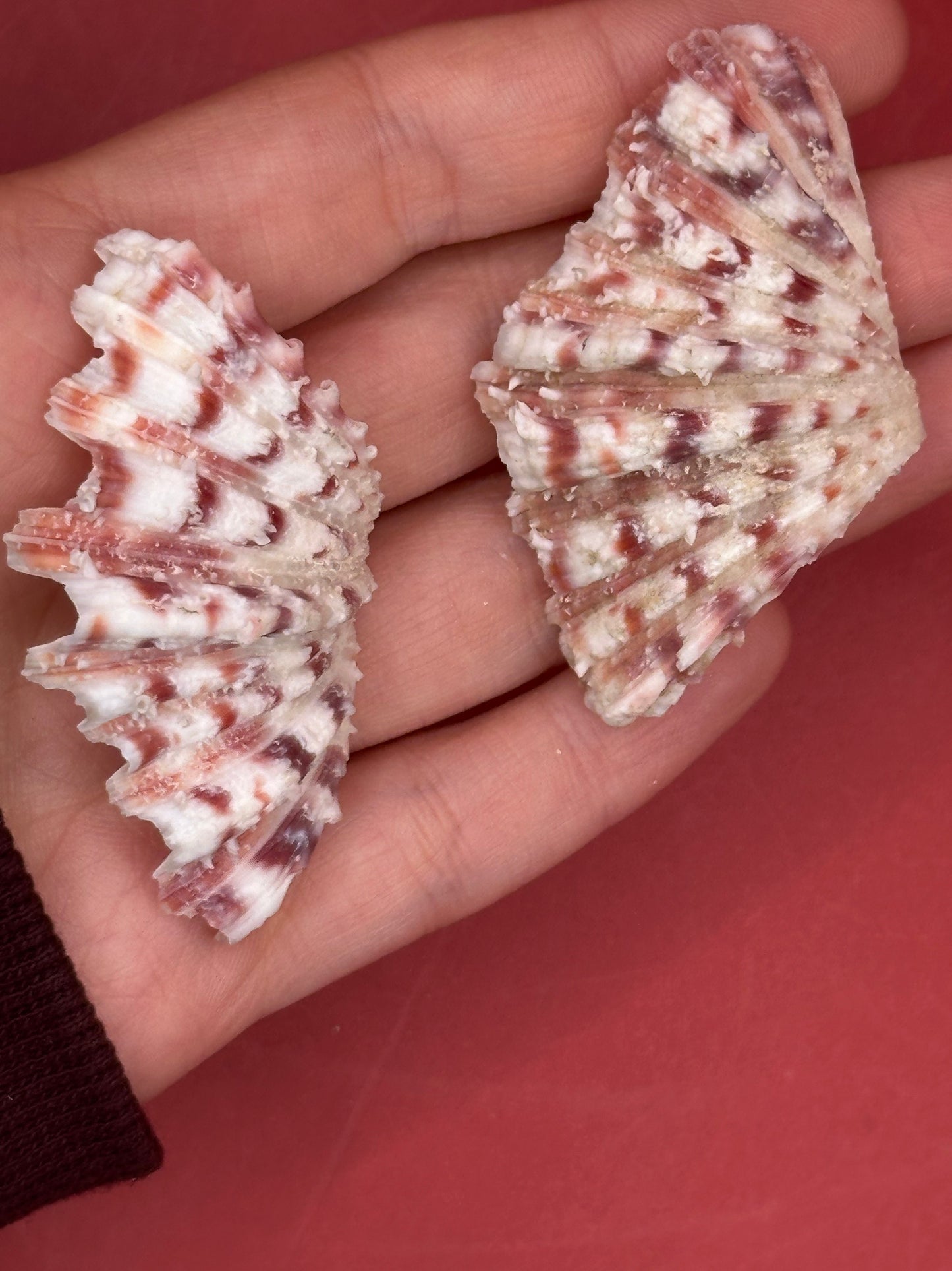 Baby Bear Paw Clam Shell Pair 2" – Coastal Decor Hippopus hippopus