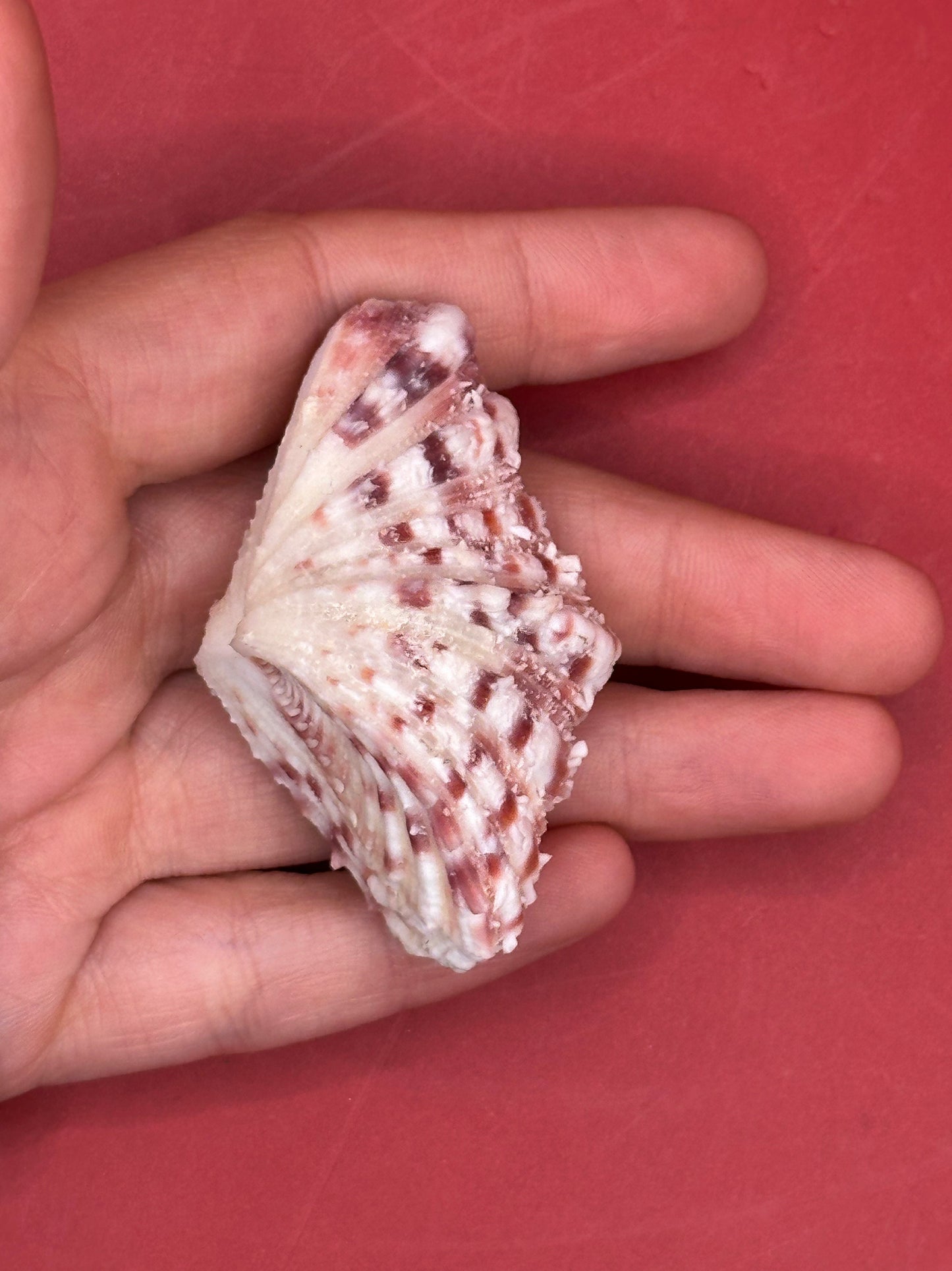 Baby Bear Paw Clam Shell Pair 2" – Coastal Decor Hippopus hippopus