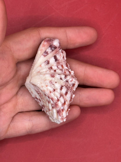 Baby Bear Paw Clam Shell Pair 2" – Coastal Decor Hippopus hippopus