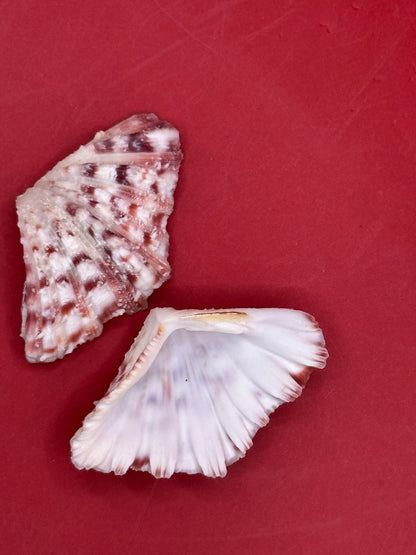 Baby Bear Paw Clam Shell Pair 2" – Coastal Decor Hippopus hippopus