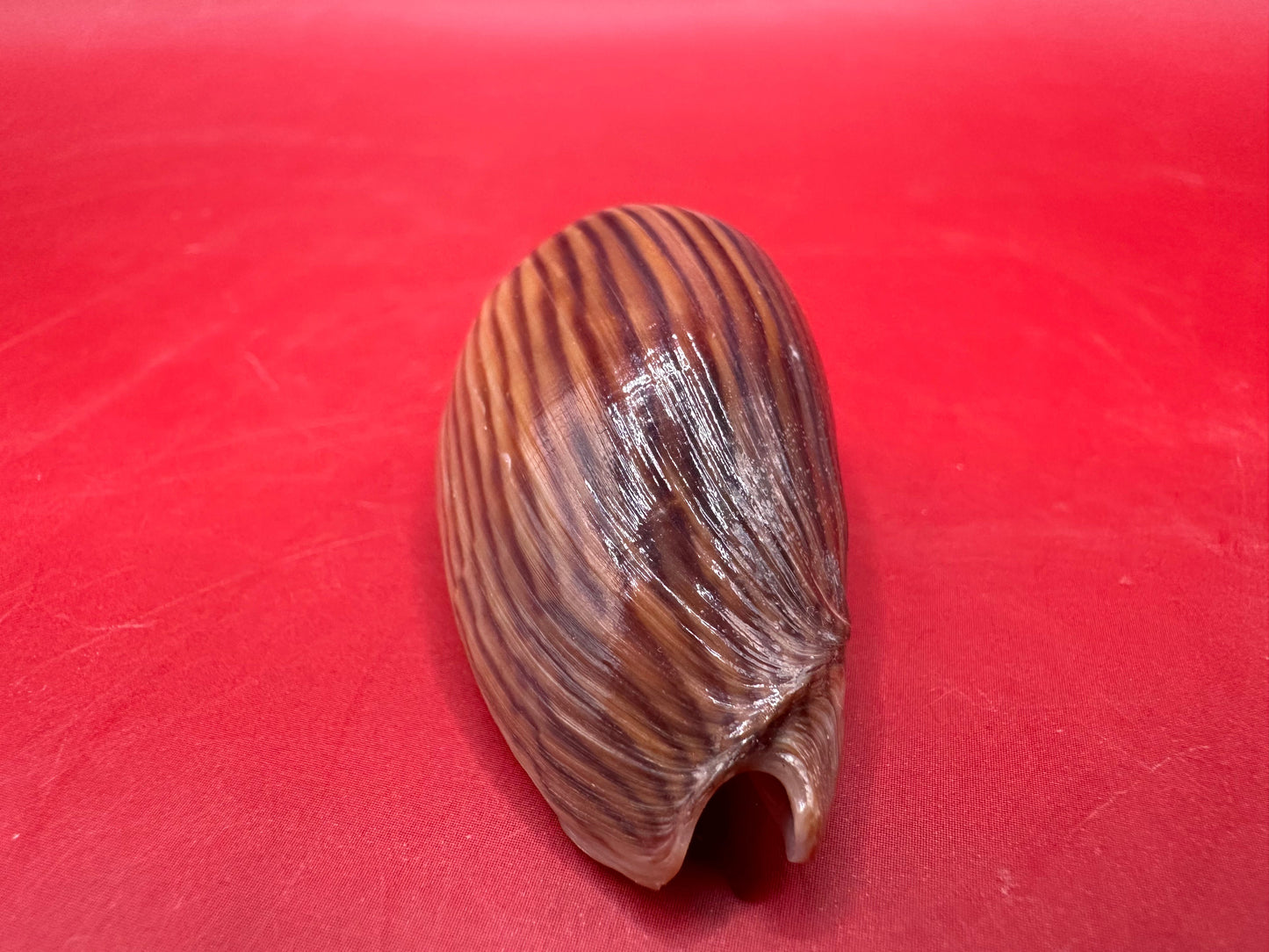 Amoria zebra Black Variety Volute 1.9" Display Shell with Documentation