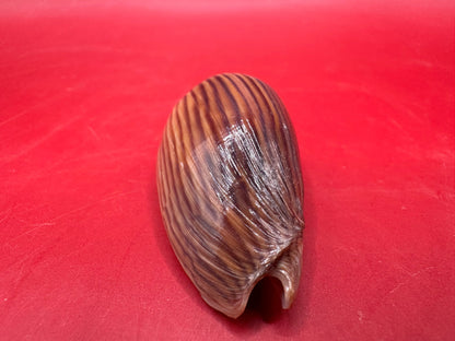 Amoria zebra Black Variety Volute 1.9" Display Shell with Documentation