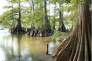 Bald Cypress Tree