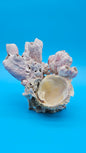 Barnacle Bloom with Scallop Display – Natural Coastal Home Decor Specimen