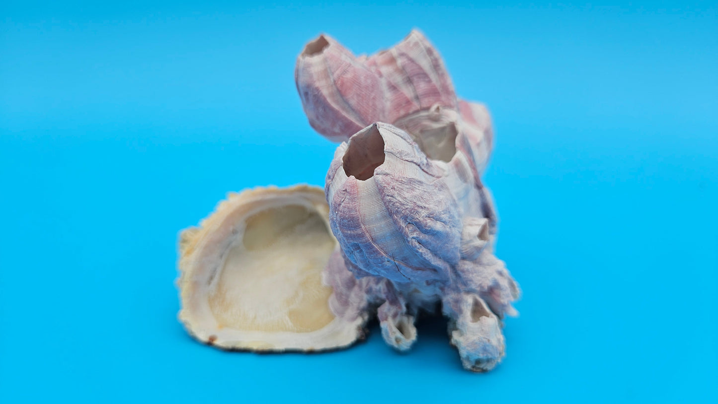 Barnacle Bloom with Scallop Display – Small Coastal Decor Specimen