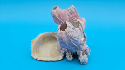 Barnacle Bloom with Scallop Display – Small Coastal Decor Specimen