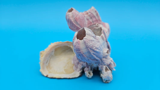 Barnacle Bloom with Scallop Display – Small Coastal Decor Specimen