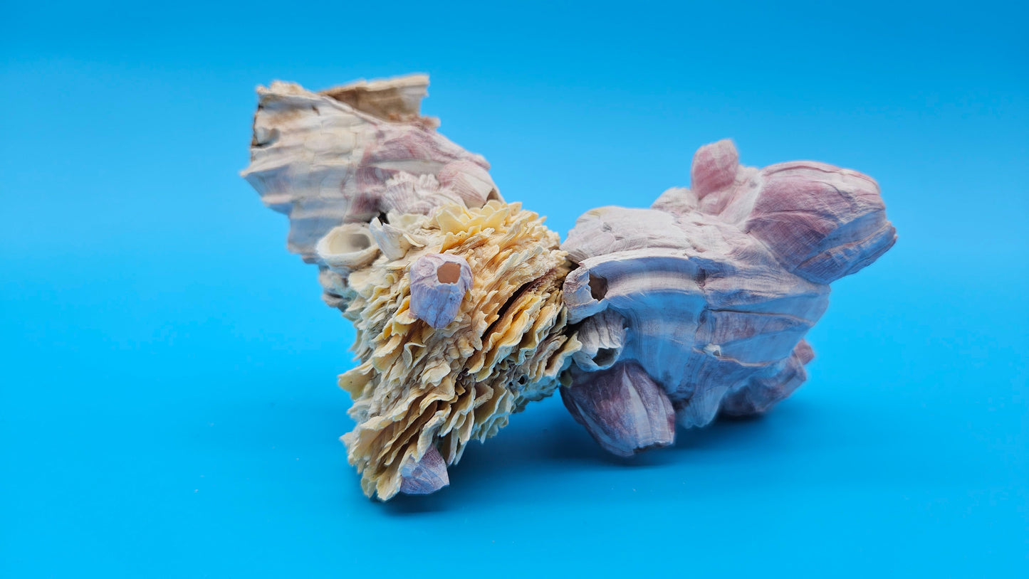 Barnacle with Jewel Box Shell Display – Premium Coastal Decor Specimen 5x3x3.5