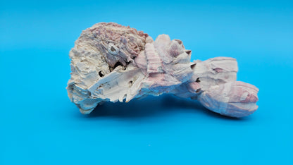 Barnacle with Scallop Display Shell – Premium Coastal Home Decor Specimen (6")