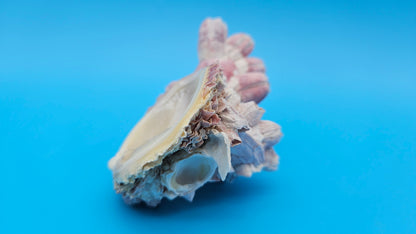 Barnacle with Scallop Display Shell – Premium Coastal Home Decor Specimen