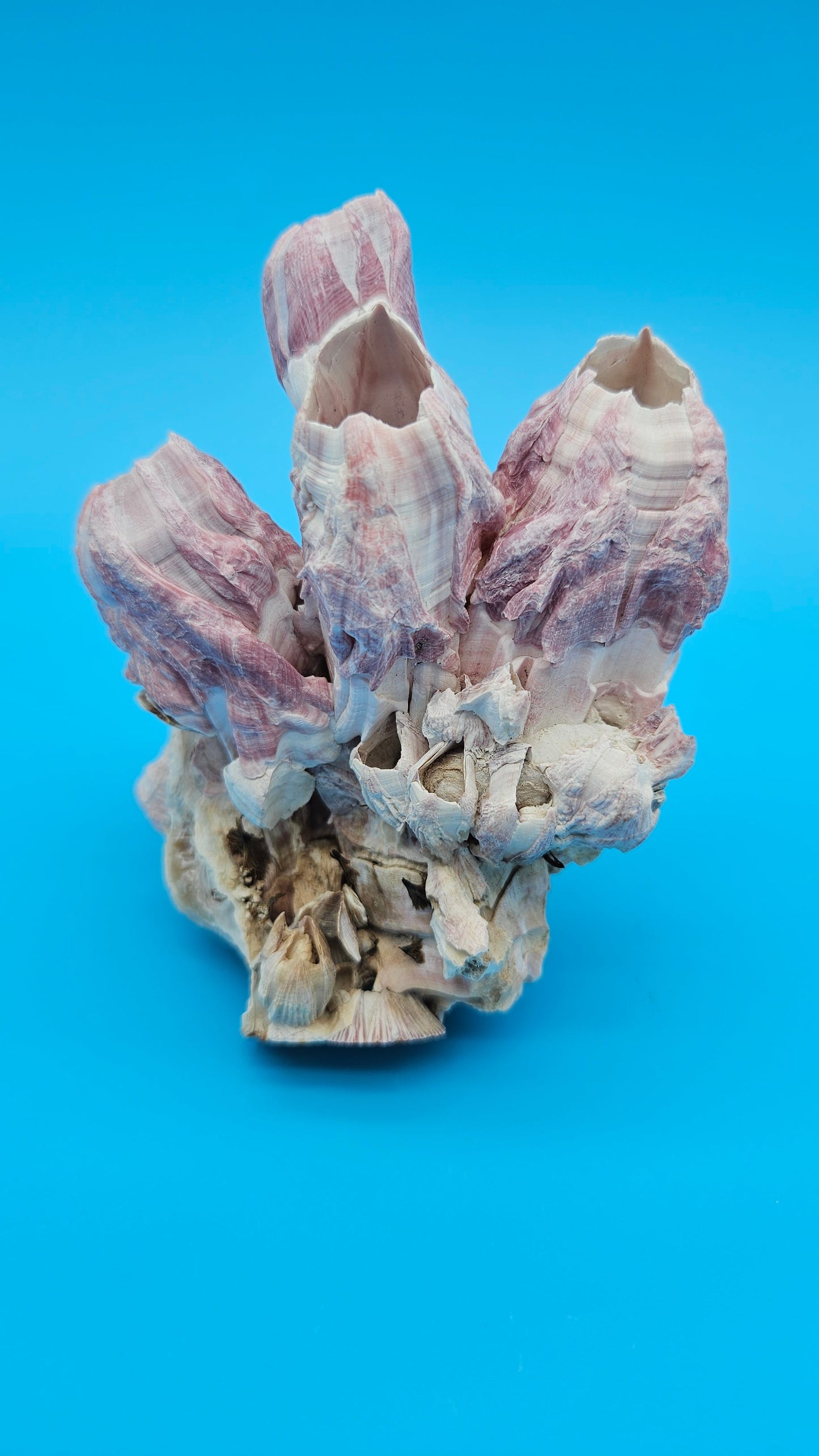 Barnacle with Scallop Display Shell – Premium Coastal Home Decor Specimen