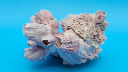 Barnacle with Jewel Box Shell Display – Premium Coastal Home Decor Specimen 5x4x2.5