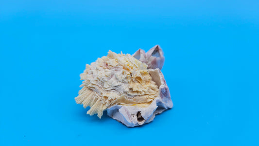 Barnacle with Jewel Box Shell Display – Premium Coastal Decor Specimen 2x1.8x1