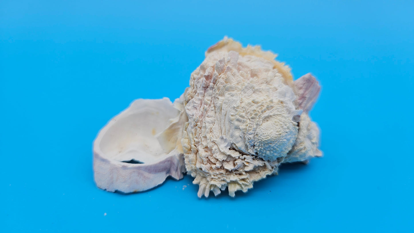 Barnacle with Jewel Box Shell Display – Premium Coastal Decor Specimen 3x2x1.5