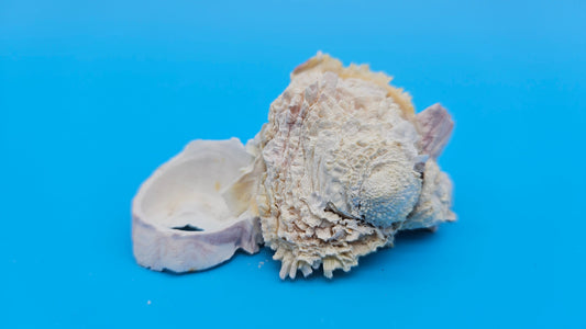 Barnacle with Jewel Box Shell Display – Premium Coastal Decor Specimen 3x2x1.5