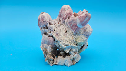 Barnacle with Jewel Box Shell Display – Premium Coastal Decor Specimen 4x2.5x3