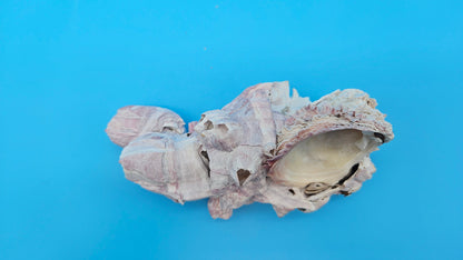 Barnacle with Scallop Display Shell – Premium Coastal Home Decor Specimen (6")