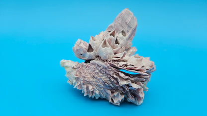 Barnacle with Jewel Box Display – Small Coastal Decor Specimen