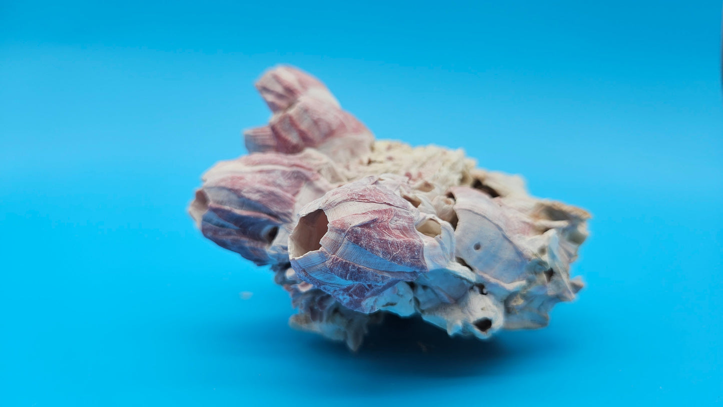 Barnacle with Jewel Box Shell Display – Premium Coastal Decor Specimen 4x2.5x3