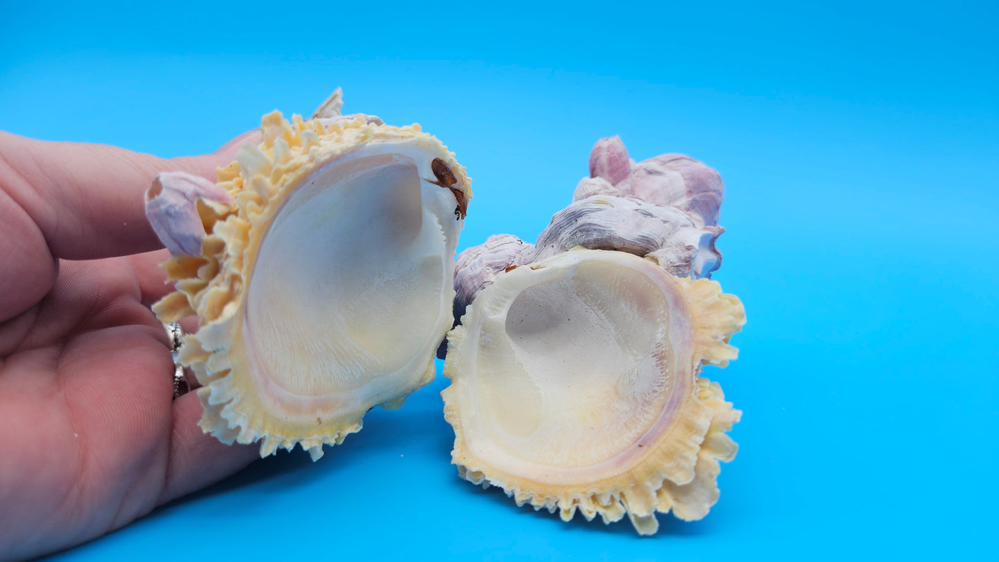 Barnacle with Jewel Box Shell Display – Premium Coastal Decor Specimen 5x3x3.5