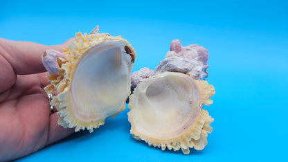 Barnacle with Jewel Box Shell Display – Premium Coastal Decor Specimen 5x3x3.5