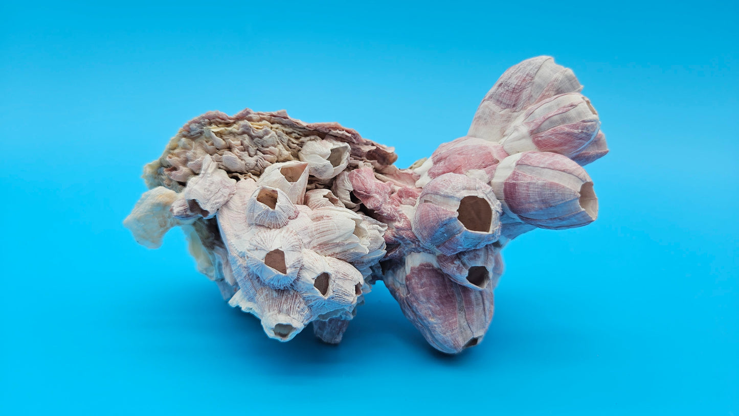 Barnacle with Scallop Display Shell – Premium Coastal Home Decor Specimen