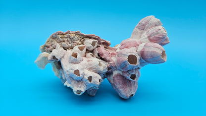 Barnacle with Scallop Display Shell – Premium Coastal Home Decor Specimen