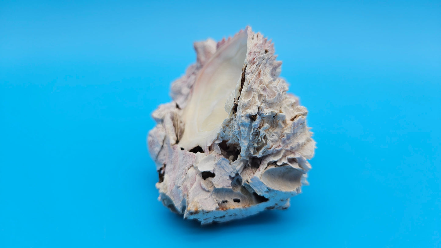 Barnacle with Scallop Display Shell – Premium Coastal Home Decor Specimen (6")