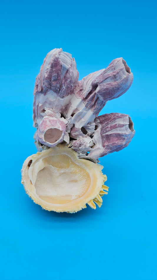Barnacle with Scallop Display Shell – Premium Coastal Home Decor Specimen