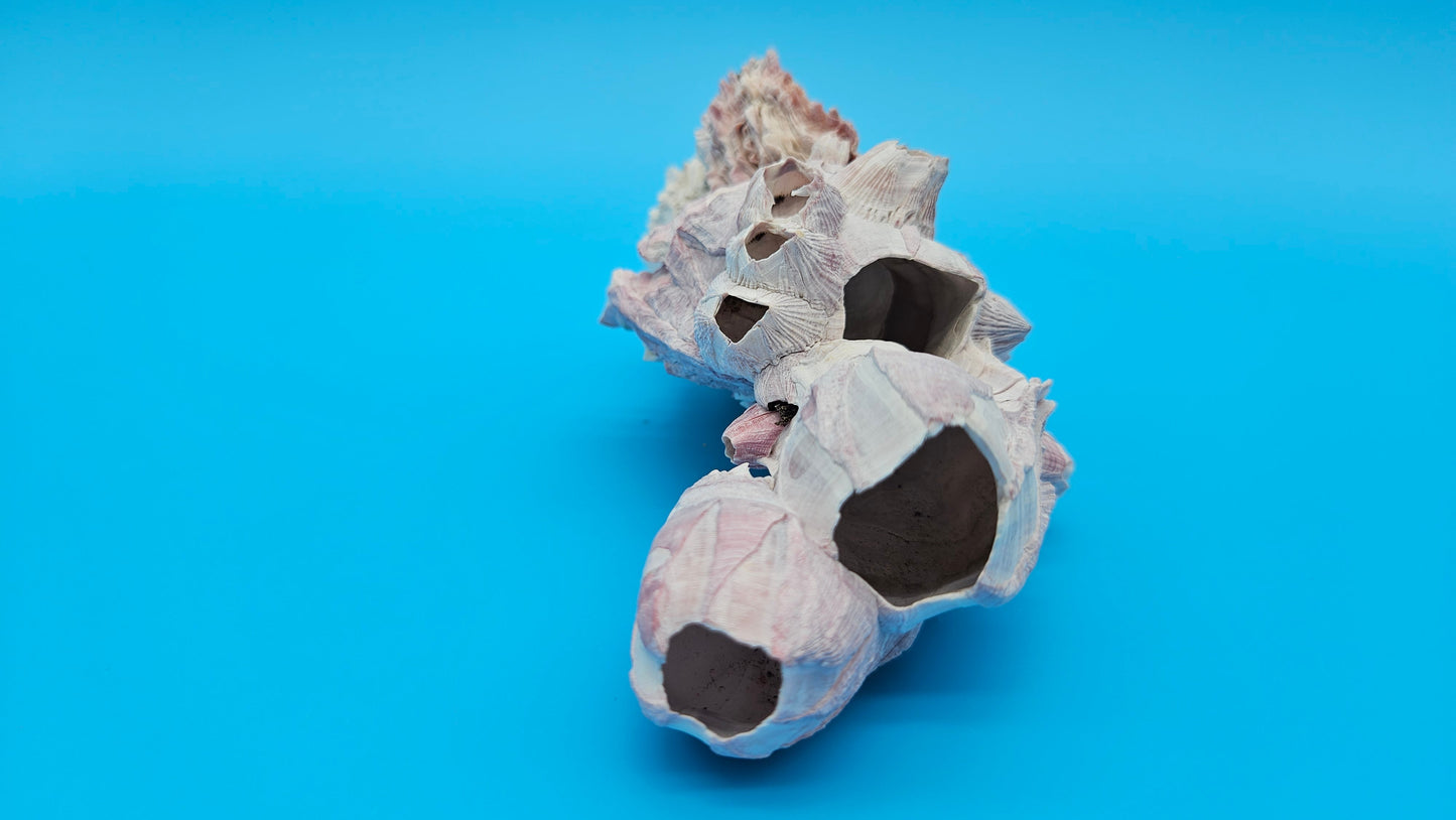 Barnacle with Scallop Display Shell – Premium Coastal Home Decor Specimen (6")