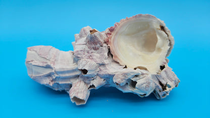 Barnacle with Scallop Display Shell – Premium Coastal Home Decor Specimen (6")