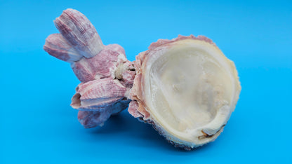 Barnacle with Scallop Display Shell – Premium Coastal Home Decor Specimen