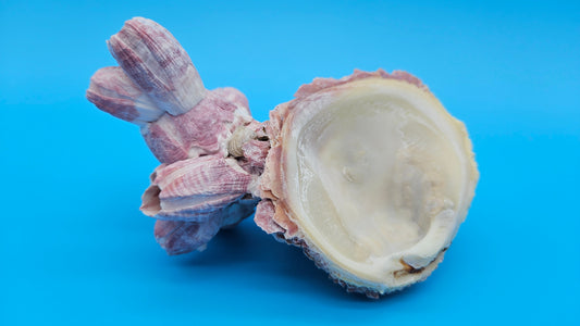 Barnacle with Scallop Display Shell – Premium Coastal Home Decor Specimen