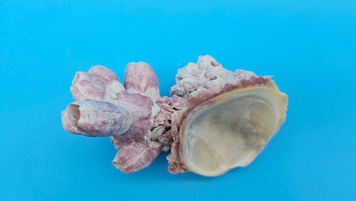 Barnacle with Scallop Display Shell – Premium Coastal Home Decor Specimen