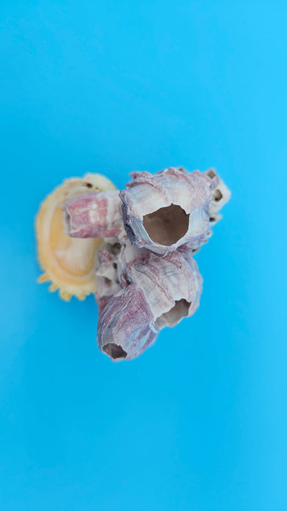 Barnacle with Scallop Display Shell – Premium Coastal Home Decor Specimen