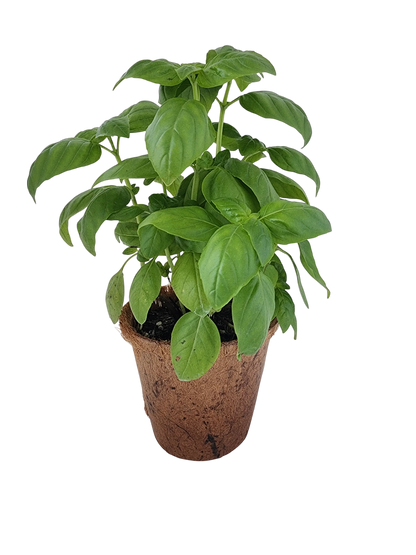 Sweet Basil Plant-It-Starters - Multipack of 4