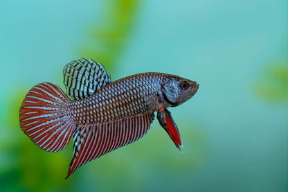 Wild bettas Type (Male)