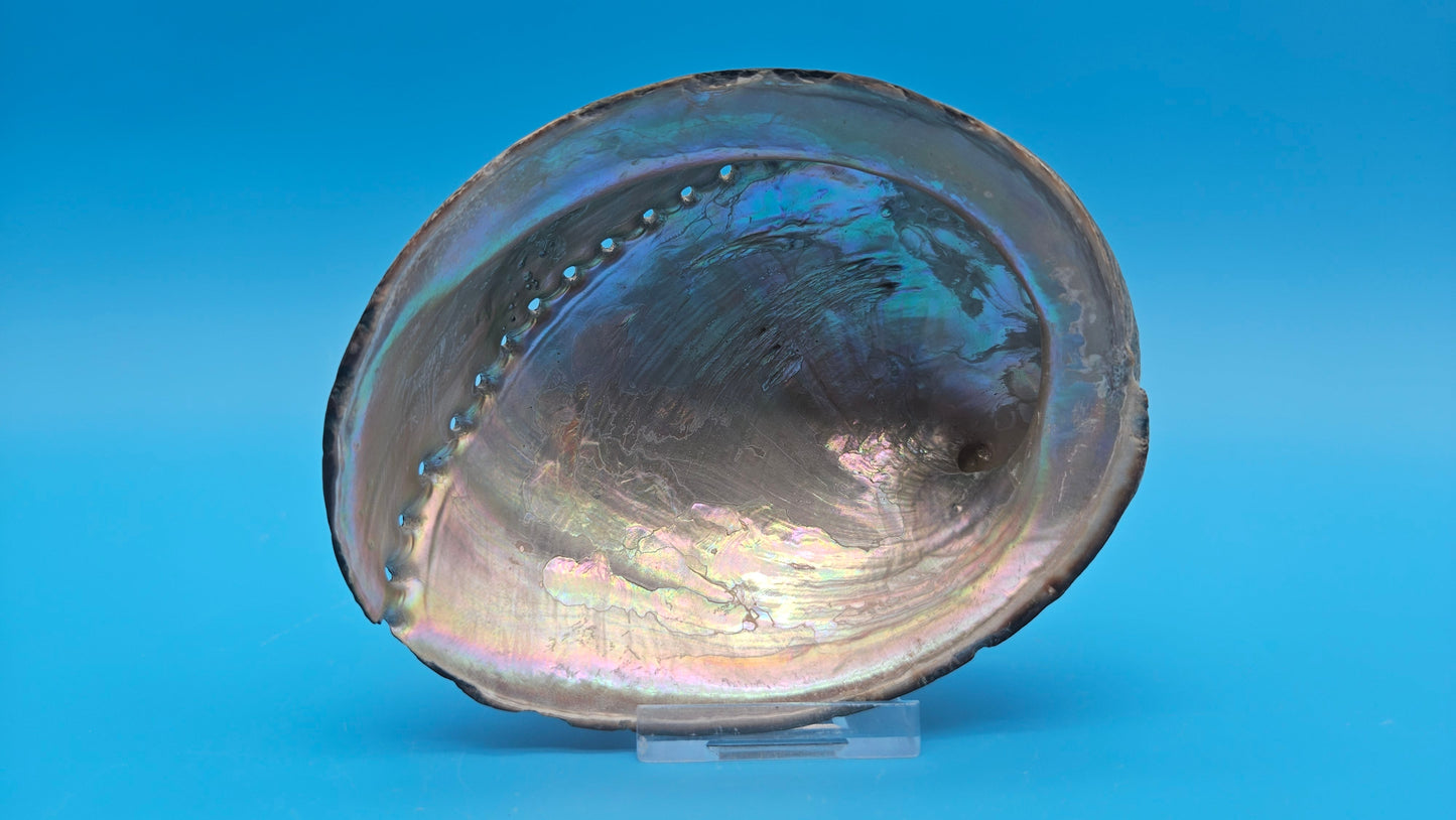 Black Abalone Shell Display – Haliotis cracherodii 4.3"