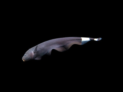 Black Ghost Knifefish