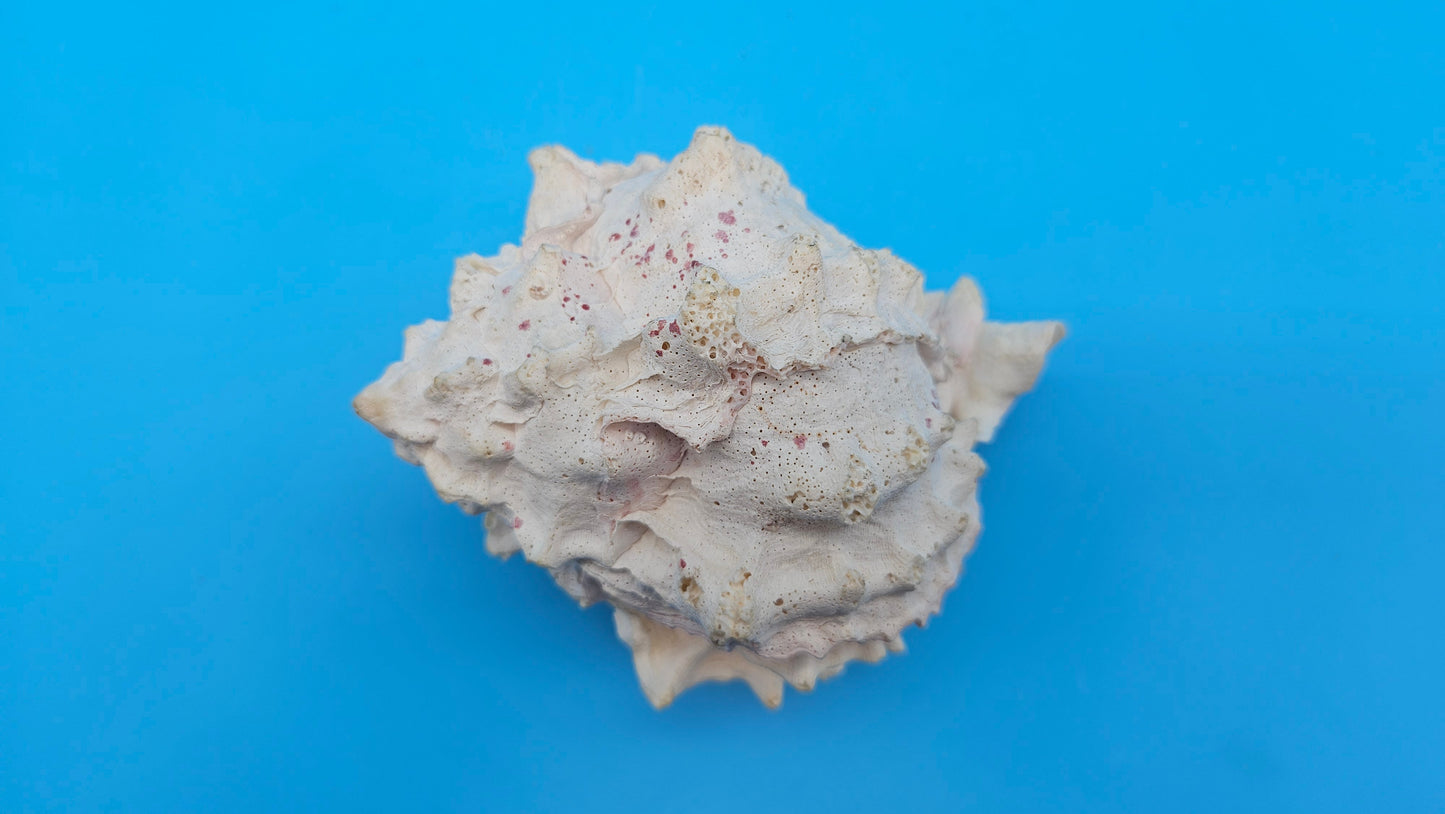 Freak Double Lip Pink Murex – Chicoreus palmarosae 4.4"