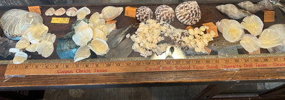 Tarpon Fish Scales – Natural Craft Shells for DIY Projects (Small & Large Sizes)